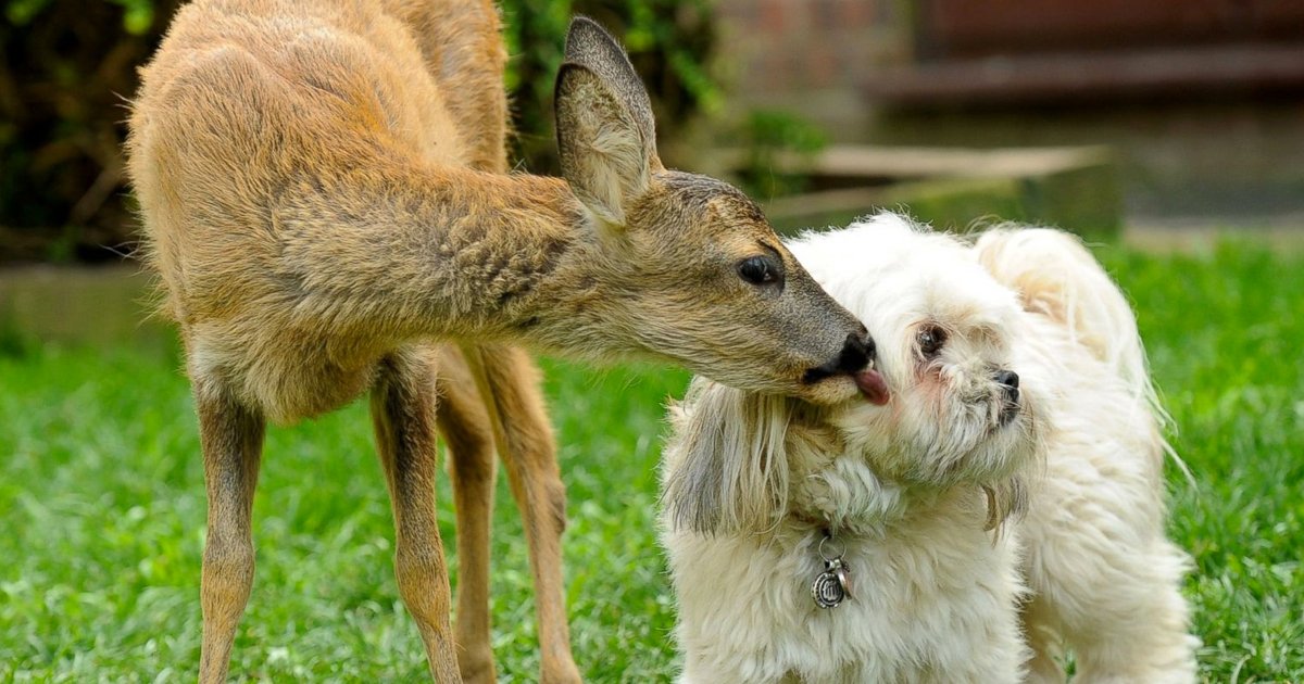 articulo7 1.jpg?resize=1200,630 - 16 Adorables Fotos Que Demuestran Que Los Animales También Pueden Ser Amigos