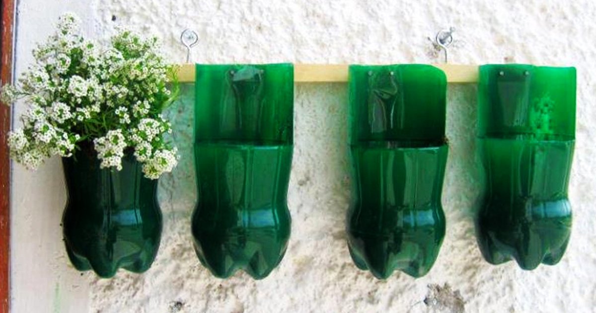 Plantas en botellas