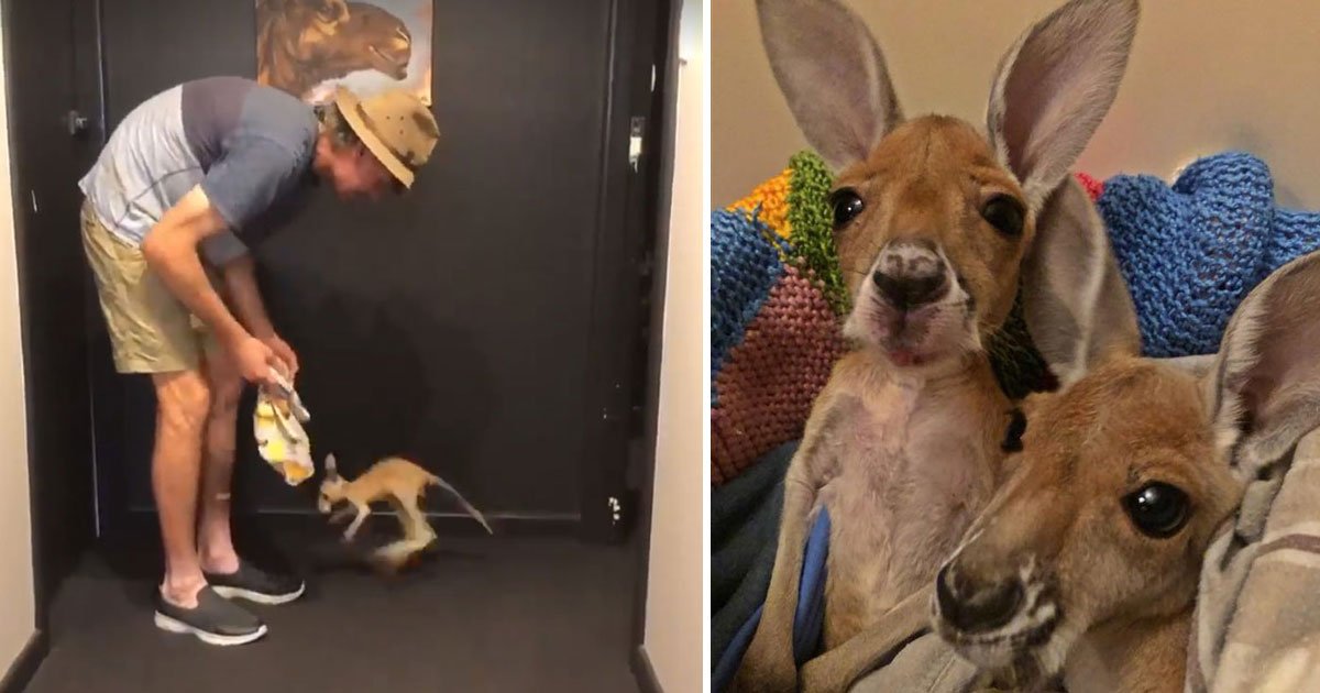 baby kangaroo.jpg?resize=1200,630 - Ce vidéo d'un bébé kangourou orphelin qui saute pour la première fois fera votre journée