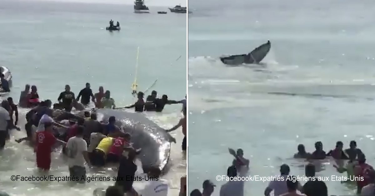 ballena.jpg?resize=1200,630 - Esta gigantesca ballena recibió ayuda para volver al mar, la manera en que “agradeció”  ha conmovido a cientos de personas