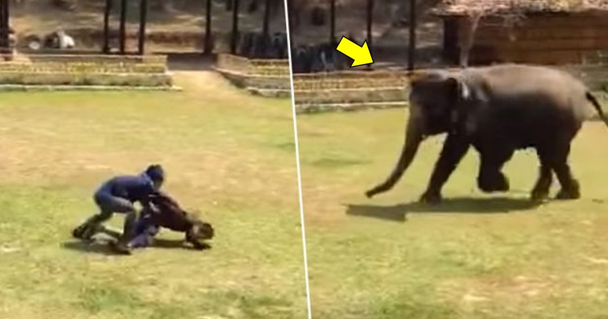 bbbs.jpg?resize=1200,630 - Elephant Rushes To The Rescue Of Her Caretaker After He’s ‘Attacked’