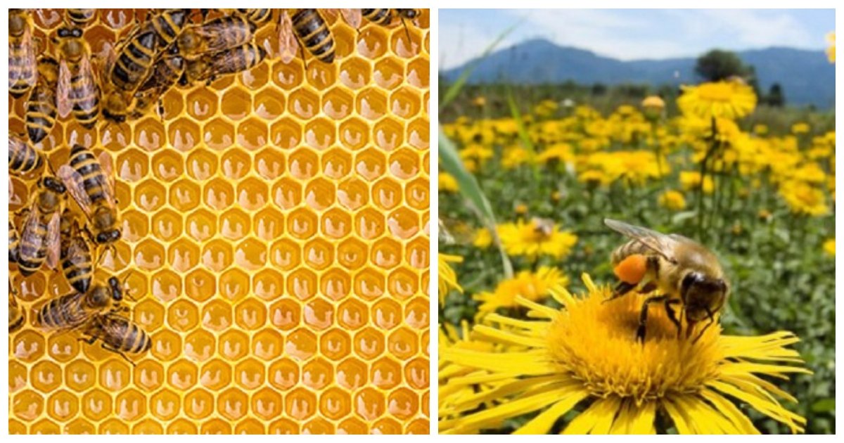bees.jpg?resize=1200,630 - Une amie dans le besoin: des abeilles aident une de leur camarade tombée dans le miel et presque morte
