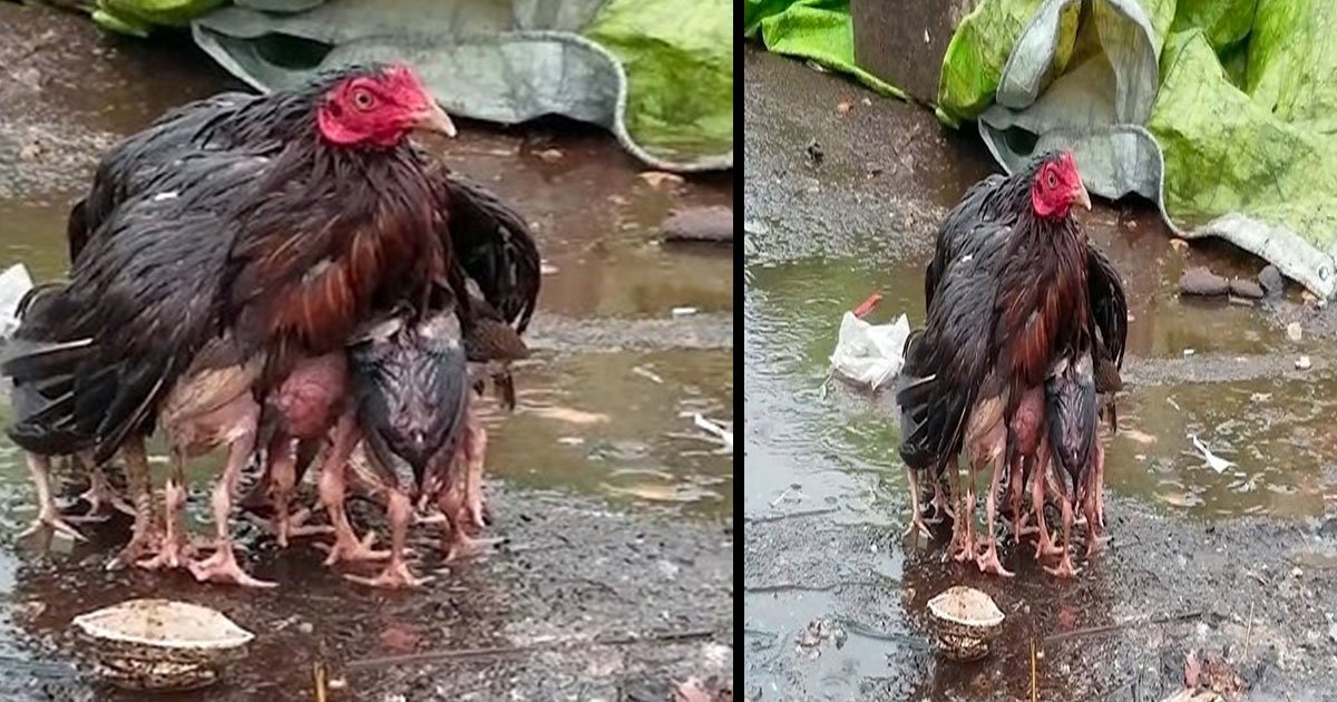 bes.jpg?resize=1200,630 - Un moment adorable capturé: une mère poule utilise son corps pour protéger ses poussins de la pluie
