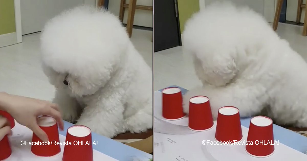 bichon.jpg?resize=412,275 - “El perro más listo de internet”, conoce su extraordinaria inteligencia