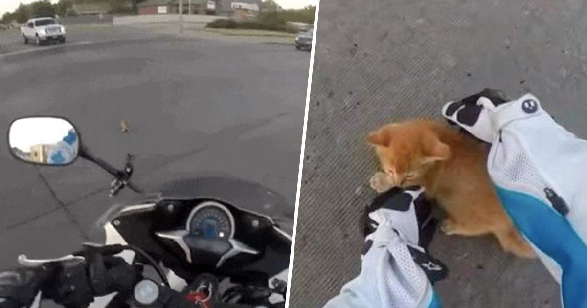 Résultat d'image pour le motard Hero saute de la moto au sauvetage d'un petit chaton sur une route très fréquentée