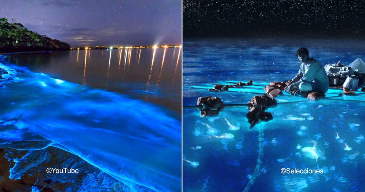 bioluminscencia.jpg?resize=1200,630 - 5 sorprendentes playas con bioluminiscencia que ofrecen un espectáculo increíble