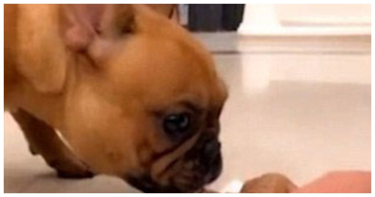 bulldog.jpg?resize=1200,630 - Momento hilariante: cão entra em pânico após proprietário cortar um bolo em forma de cachorro