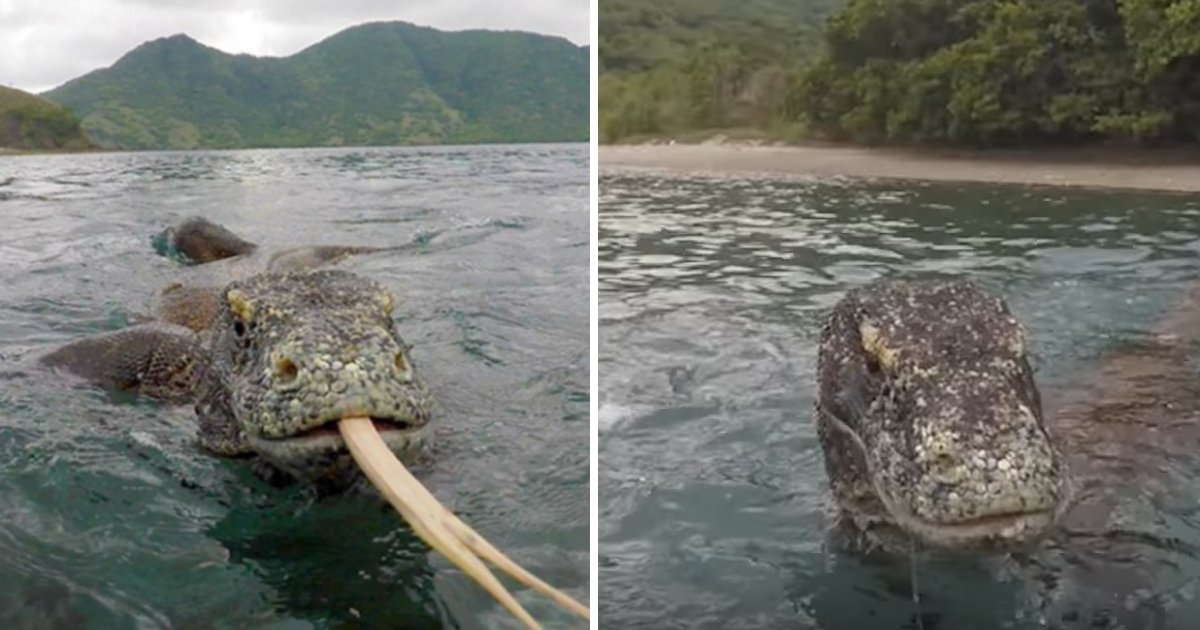 capa37u 1.png?resize=412,275 - Pescador consegue afastar um Dragão de Komodo de seu barco com apenas um galho