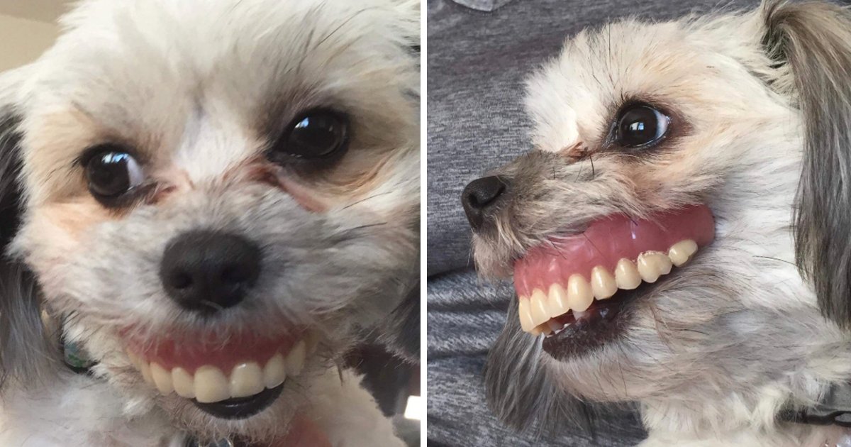 capa37u.png?resize=1200,630 - Cachorro rouba a dentadura do dono e aparece com um sorriso hilário