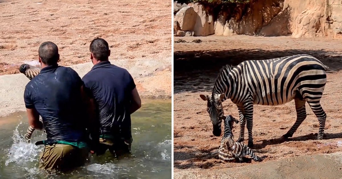 capa37ufvj.png?resize=1200,630 - Funcionários de zoológico salvam um bebê zebra de se afogar segundos após seu nascimento