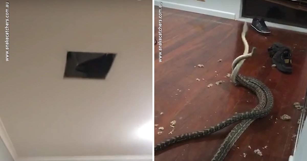 capa4.png?resize=1200,630 - Duas cobras brigando caem do teto de uma casa dentro de um quarto