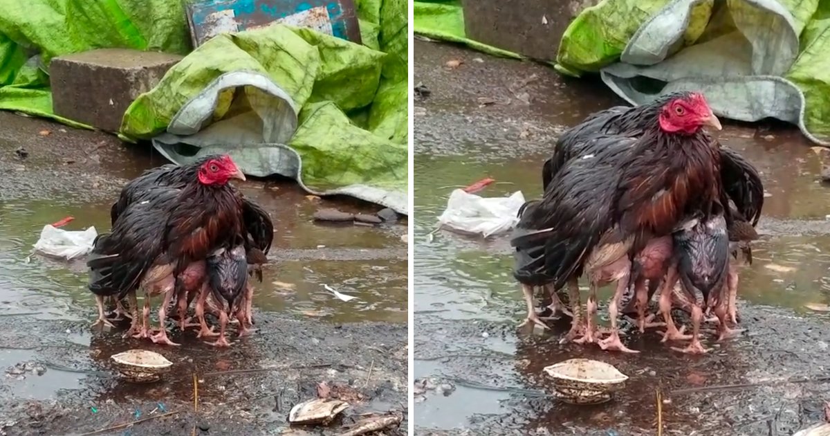 capa567.png?resize=412,275 - Mamãe galinha fica ensopada enquanto protege seus bebês da chuva