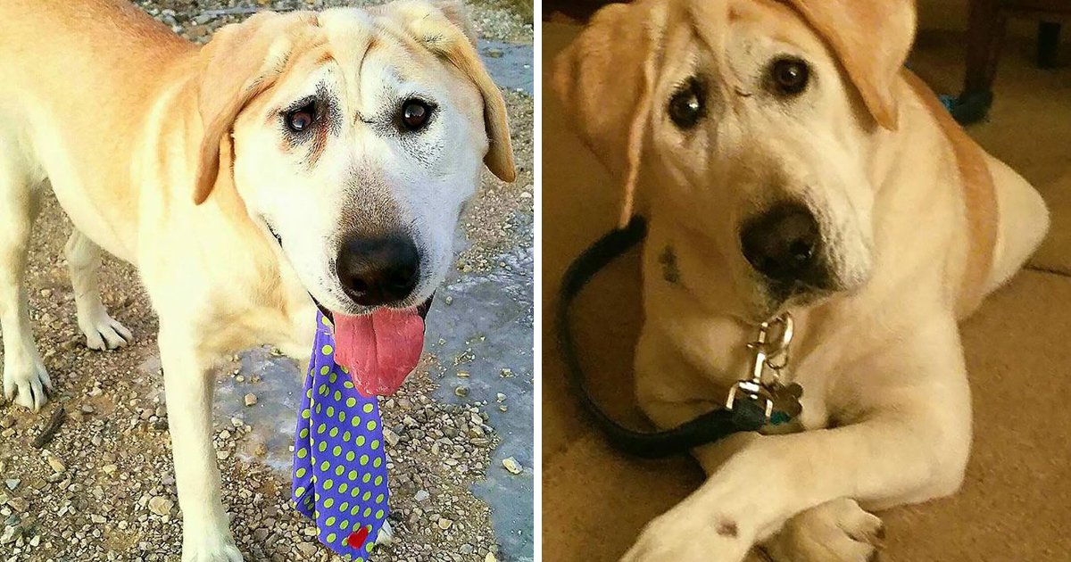 capa65.png?resize=1200,630 - Cachorro que nasceu com deformidade facial encontra um lar amoroso e hoje é uma estrela do Instagram