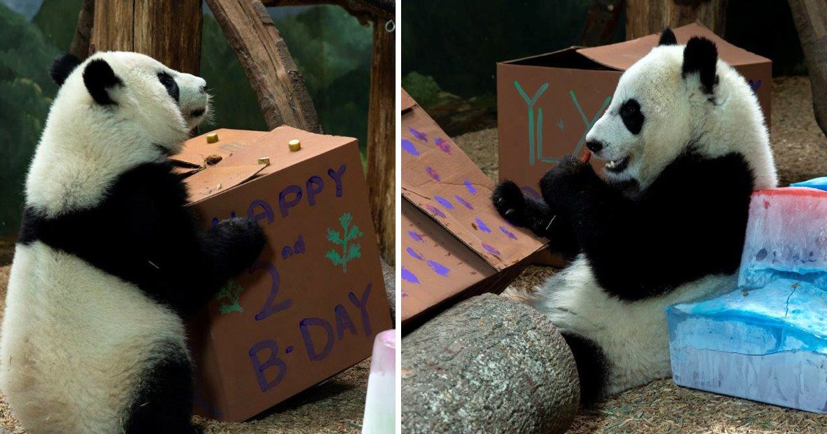 capa6kk.png?resize=412,232 - Pandas gigantes gêmeos comemoram 2 anos de idade - mais fofos do que nunca!