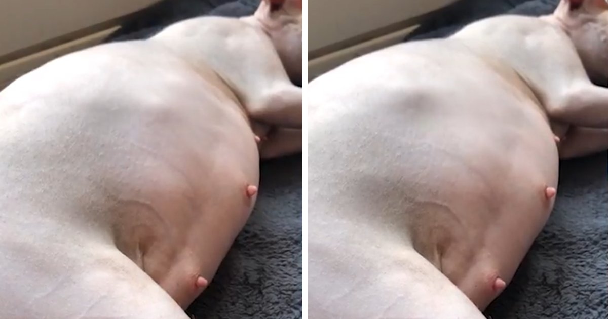 capa9 1.png?resize=412,232 - Vídeo incrível mostra filhotes de gatinho sphynx brincando dentro da barriga da mãe