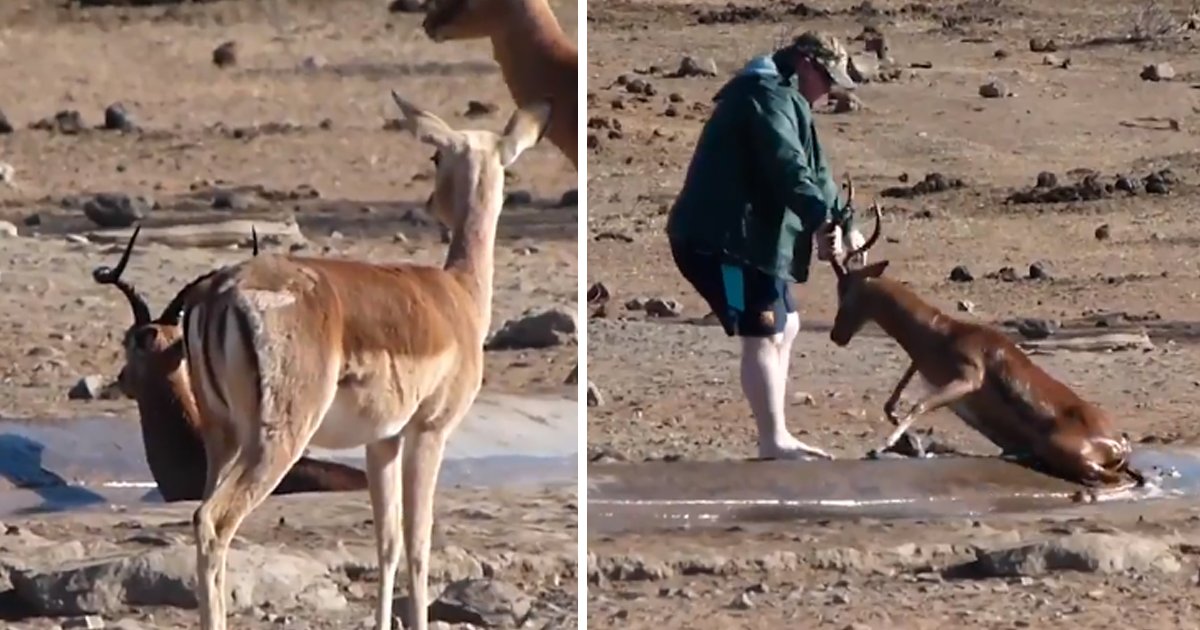 capa90.png?resize=412,232 - Turista salva um impala que ficou preso na lama