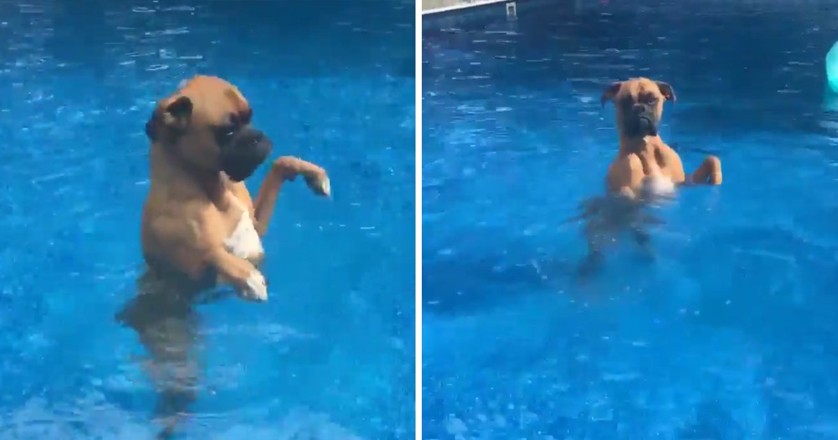 capa98kk.png?resize=412,275 - Esse cachorro não sabe nadar e sua reação na piscina é hilária