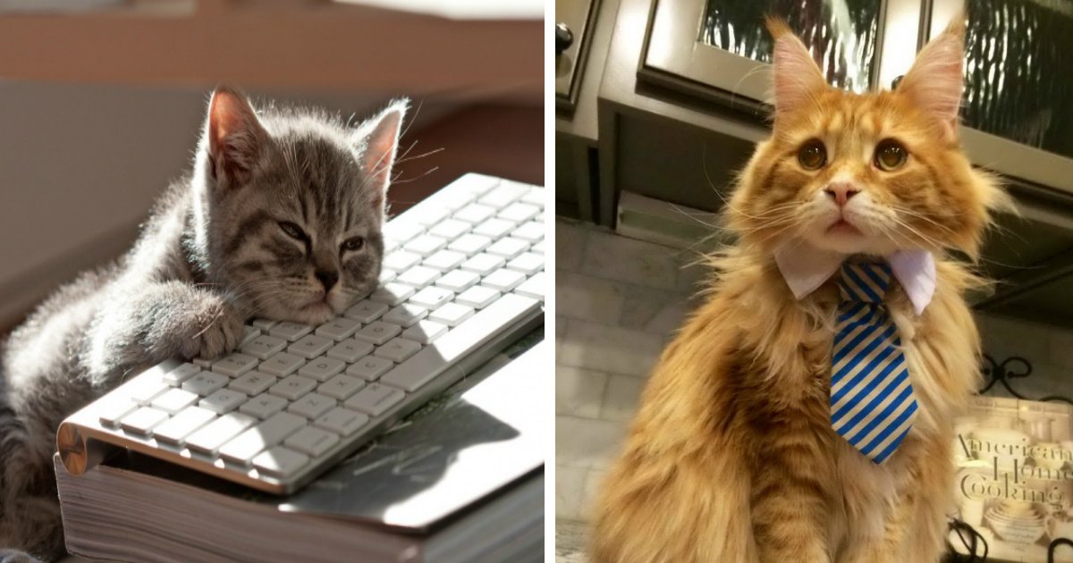 cat us work.jpg?resize=412,232 - 15 Hilarious Cats Who Behave Exactly Like Us at Work