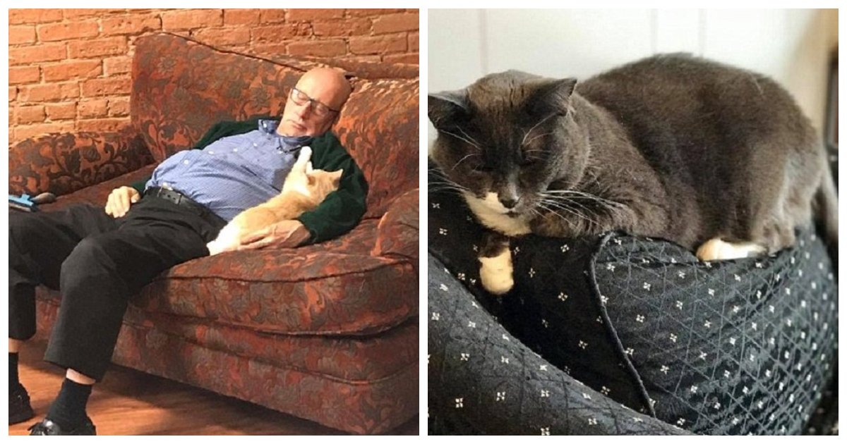 catman.jpg?resize=1200,630 - Un homme de 75 ans qui fait la sieste avec des chats devient une sensation sur Internet en raison de photos de lui dormant avec les chats secourus