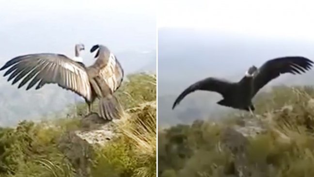 condon 1.jpg?resize=412,232 - Belo momento em que um Condor se despede para alçar seu primeiro voo comove o mundo