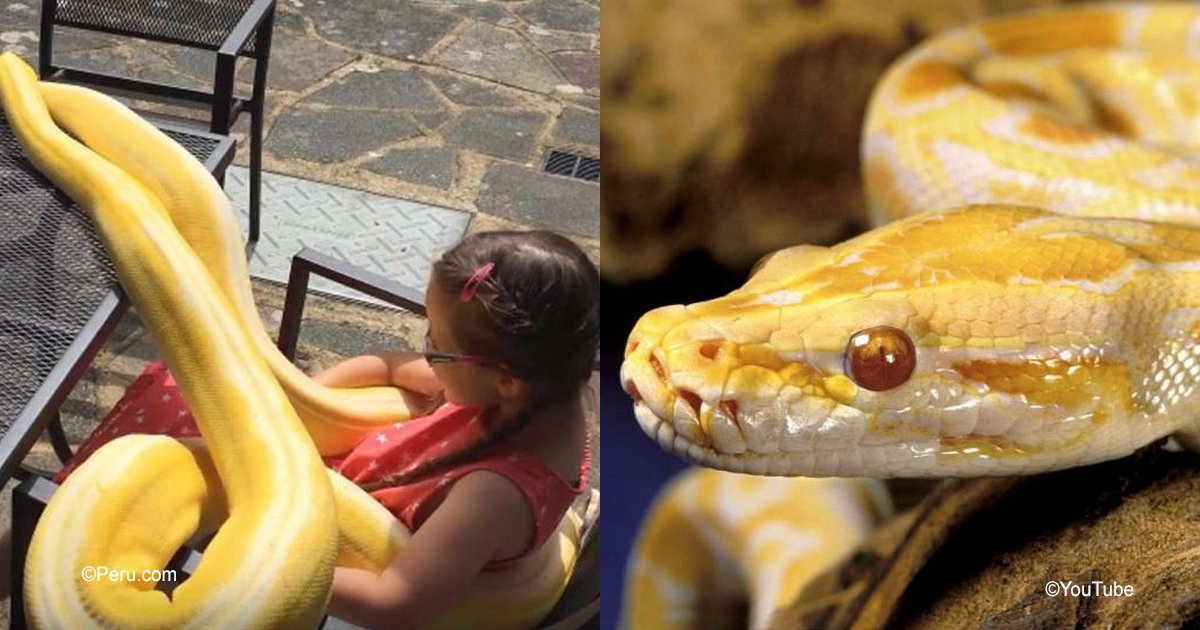 diff 3.jpg?resize=1200,630 - No podrás creer cómo esta niña de 5 años convive con sus dos serpientes pitón de 4 metros
