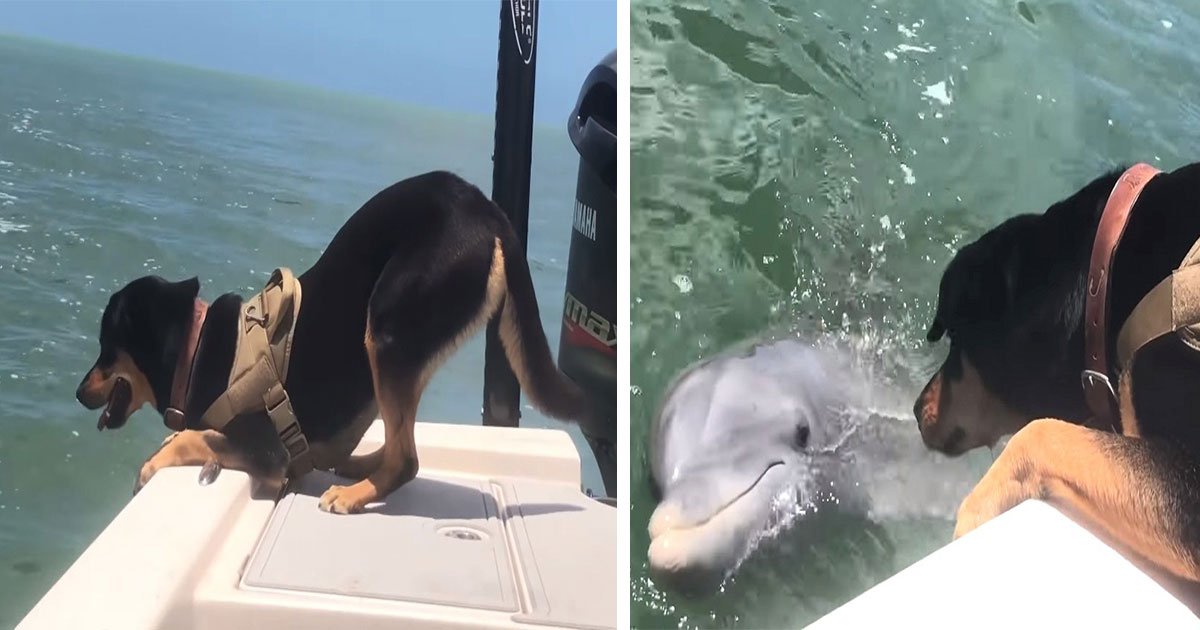 dog dolphin friendship playing boat.jpg?resize=412,232 - This Dog And Dolphin Becoming BFFs Are Too Amazing To Watch