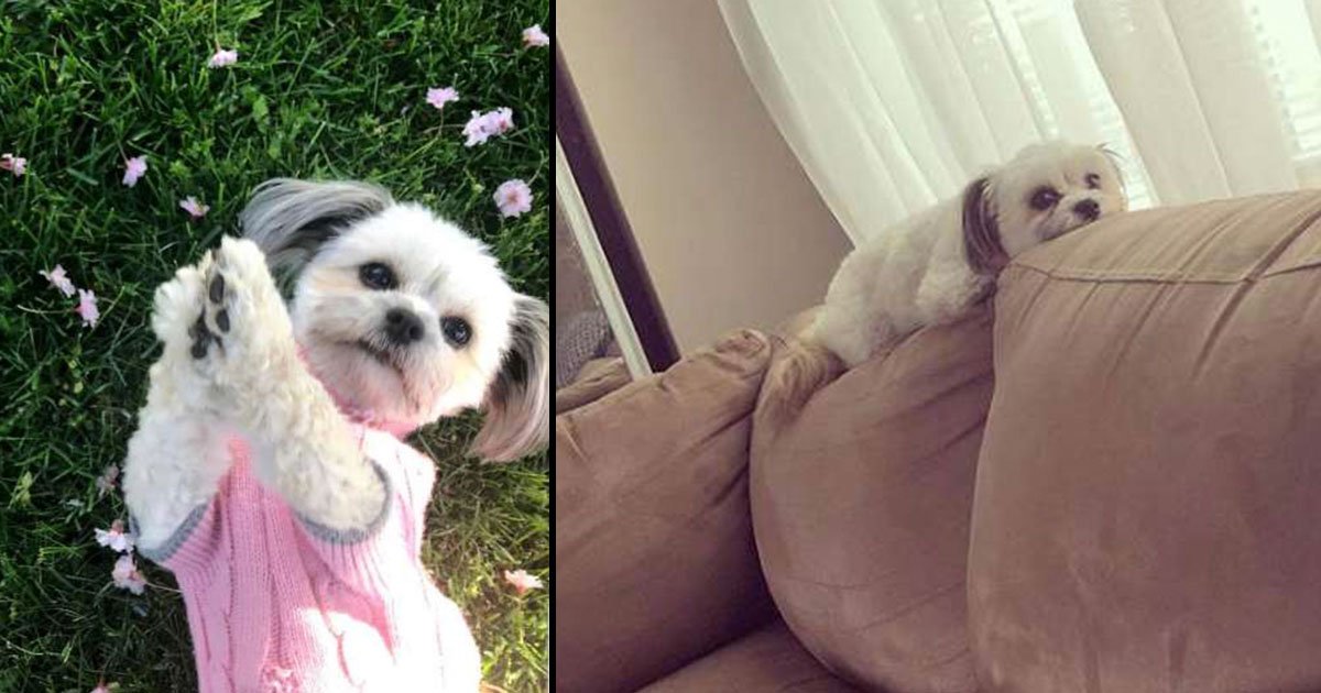 dog maggie wear dentures funny.jpg?fit=1024%2C538&ssl=1&strip=all - A Dog Steals His Owner’s Dentures, His Pictures Will Leave You In Stitches