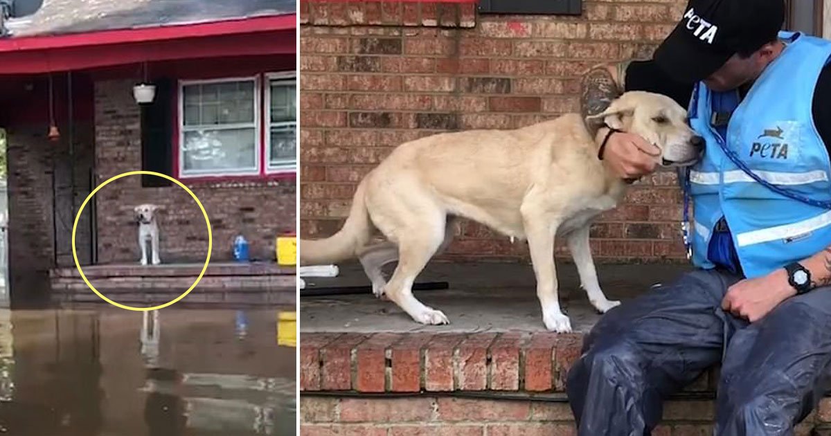 dog rescued.jpg?resize=1200,630 - Une vidéo montre des bénévoles de PETA sauvant un chien terrifié retrouvé à l'extérieur d'une maison pendant l'ouragan Florence
