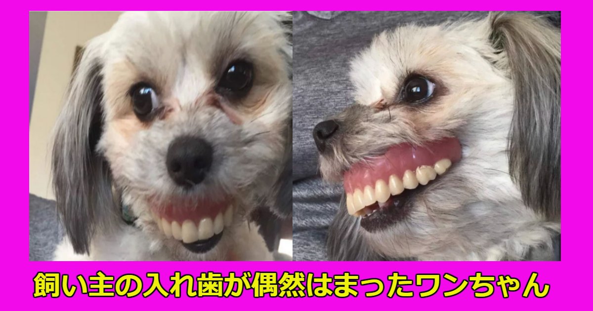 dog.png?resize=412,275 - 飼い主が寝ている隙に入れ歯を自身の口にはめて遊んでいたワンちゃんの顛末