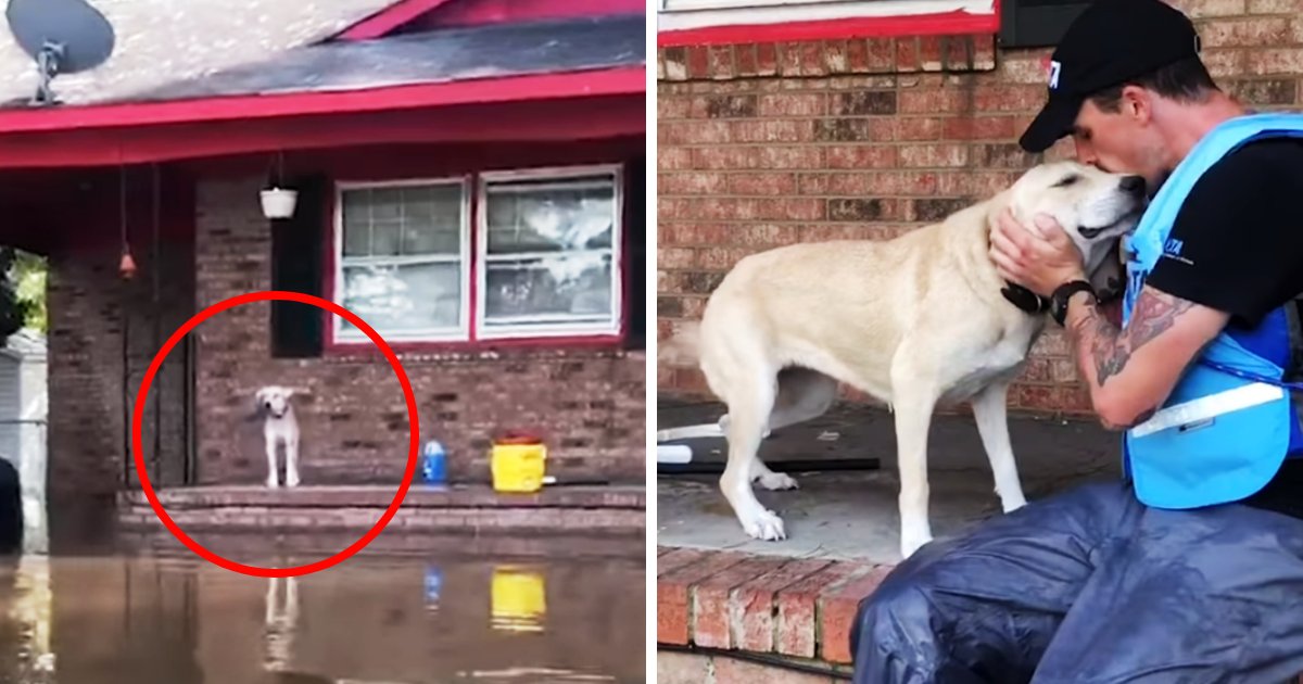 doggy6.png?resize=1200,630 - Un chien effrayé si heureux de voir les sauveteurs après avoir été laissé seul pendant un puissant ouragan