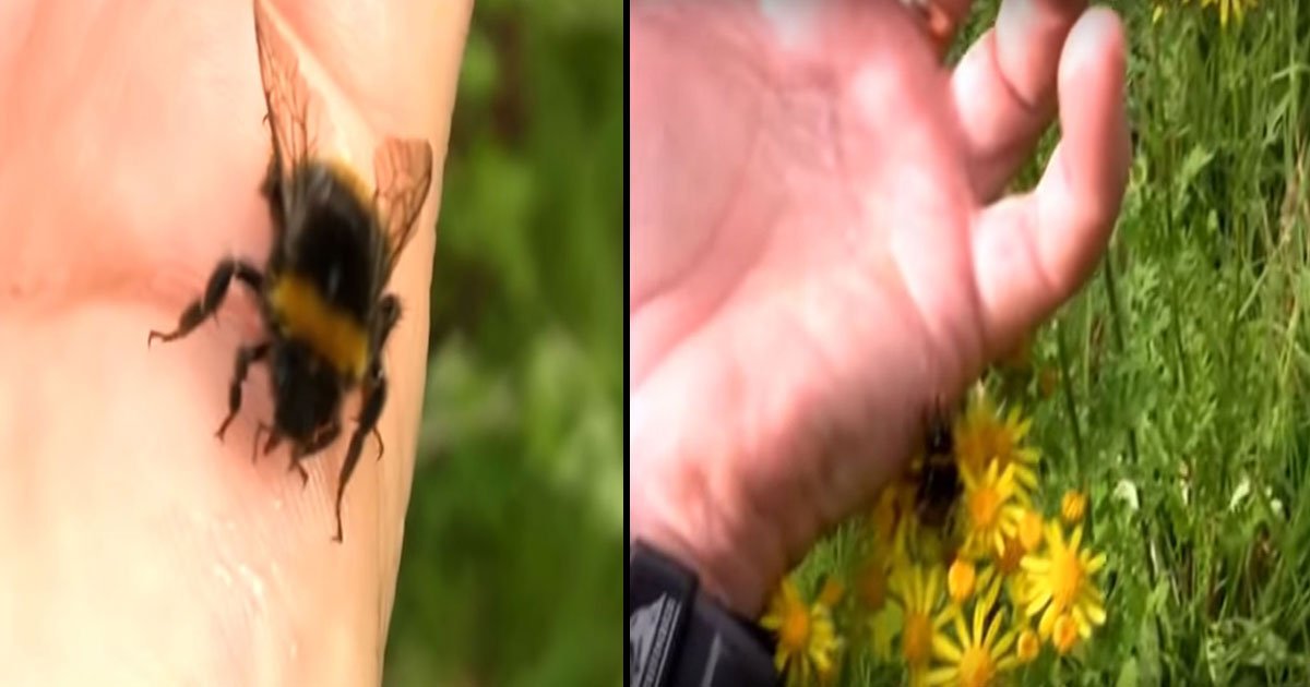 dolph c volker.jpg?resize=1200,630 - Un homme nourrit une abeille sur sa main et lui fait un 'tape m'en cinq'
