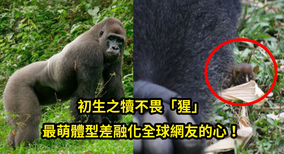 e5a4a7e78ca9e78ca9.jpg?fit=1024%2C555&ssl=1&strip=all - 感人！當大猩猩遇上這個小東西，一秒成了柔情鐵漢子！