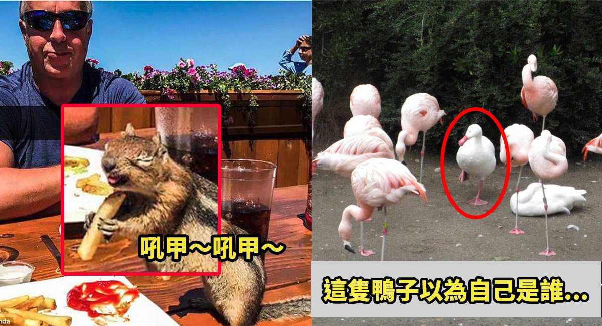 e78886e7ac91e58b95e789a9.jpg?fit=1024%2C555&ssl=1&strip=all - 純天然療癒劑又來囉！20張讓你心情Happy一整天的動物爆笑圖輯～