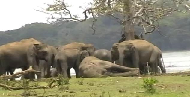 elefantes-1