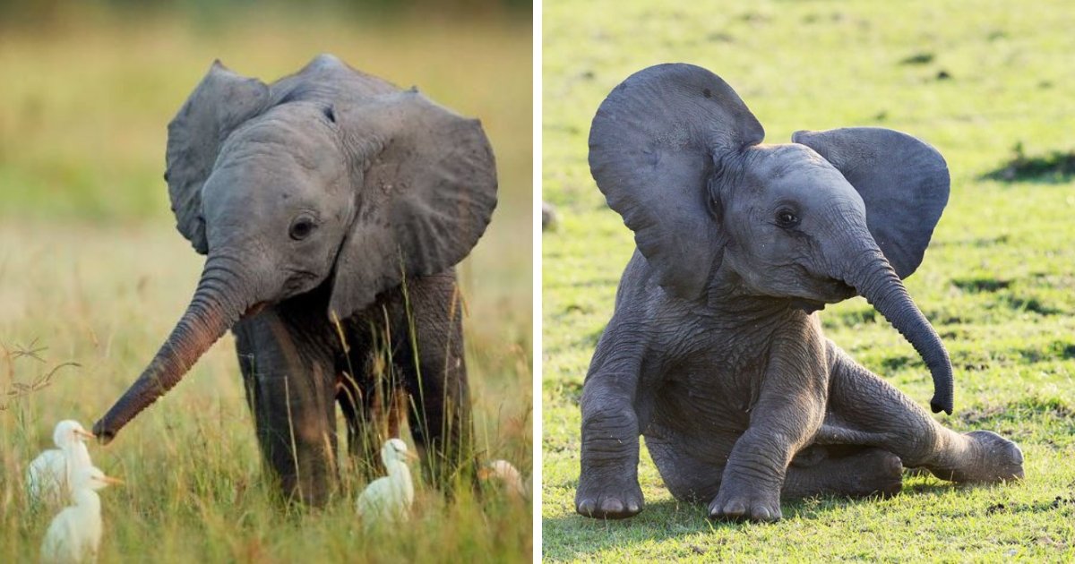 elephants.png?resize=1200,630 - 10+ photos d'adorables bébé éléphants qui feront votre journée