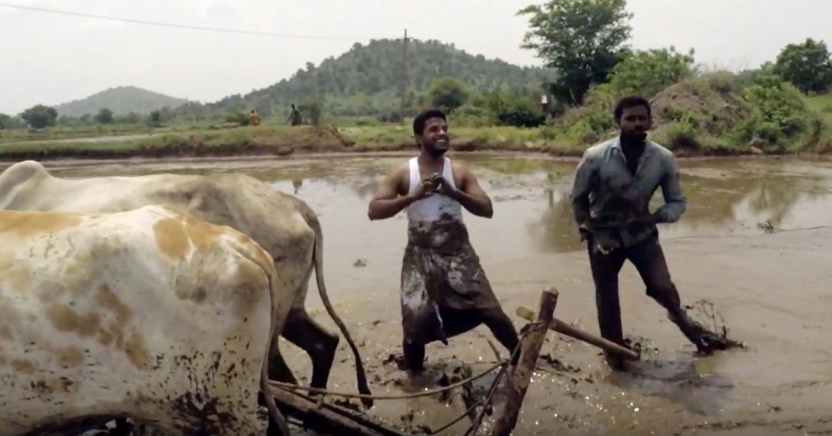 featured image 10.jpg?resize=412,232 - Two Indian Farmers Perform Best Ever 'Kiki Challenge' In Mud-Soaked Rice Field Alongside Moving Oxen