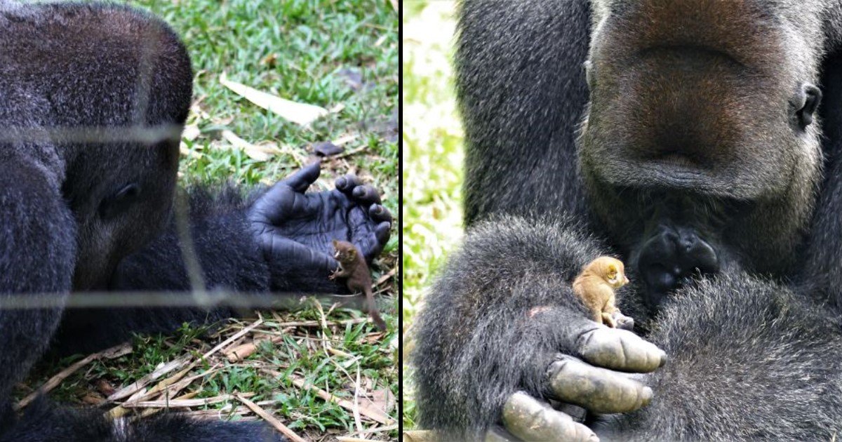 Bobo Un Gorille De 24 Ans S Est Lie D Amitie Avec Une Etrange Creature Vonjour