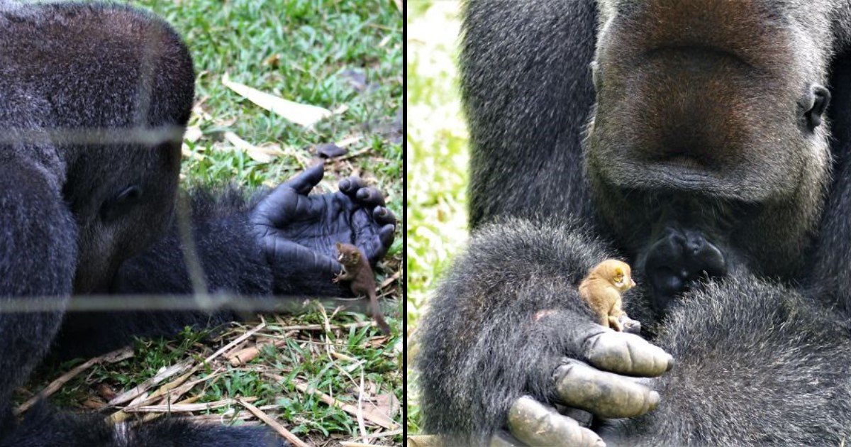 featured image 13.jpg?resize=412,275 - Bobo, un gorille de 24 ans s'est lié d'amitié avec une étrange créature