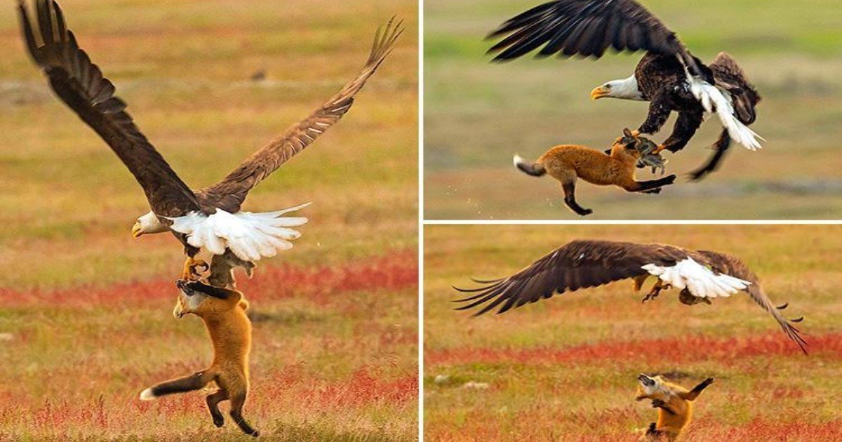 featured image 14.jpg?resize=1200,630 - Un photographe capture la bataille entre un Renard et un Aigle pour un Lapin