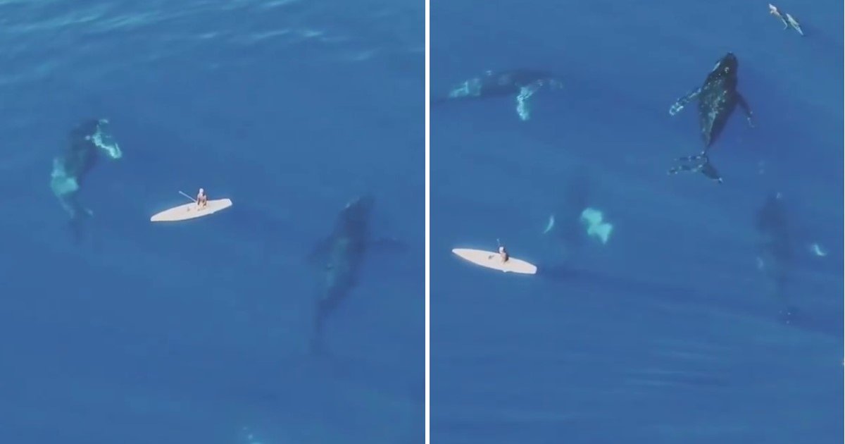 featured image 35.jpg?resize=1200,630 - Moment époustouflant: des baleines géantes nagent silencieusement sous un paddle boarder