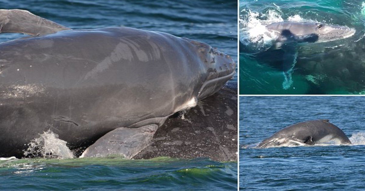 featured image 47.jpg?resize=1200,630 - Pod Of Heroic Dolphins Saved Humpback Mum And Her Calf From Five Male Whales