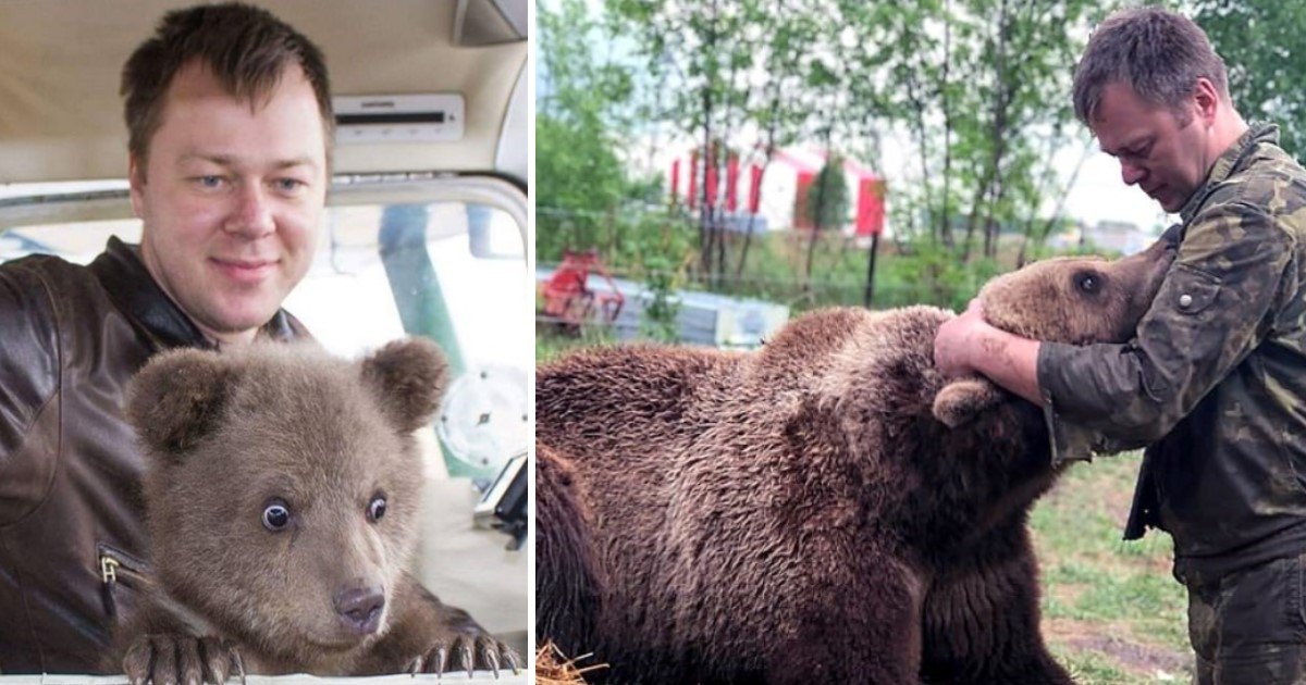 Russian Pilots, Who Rescued Bear As A Cub, Rescue Him AGAIN After