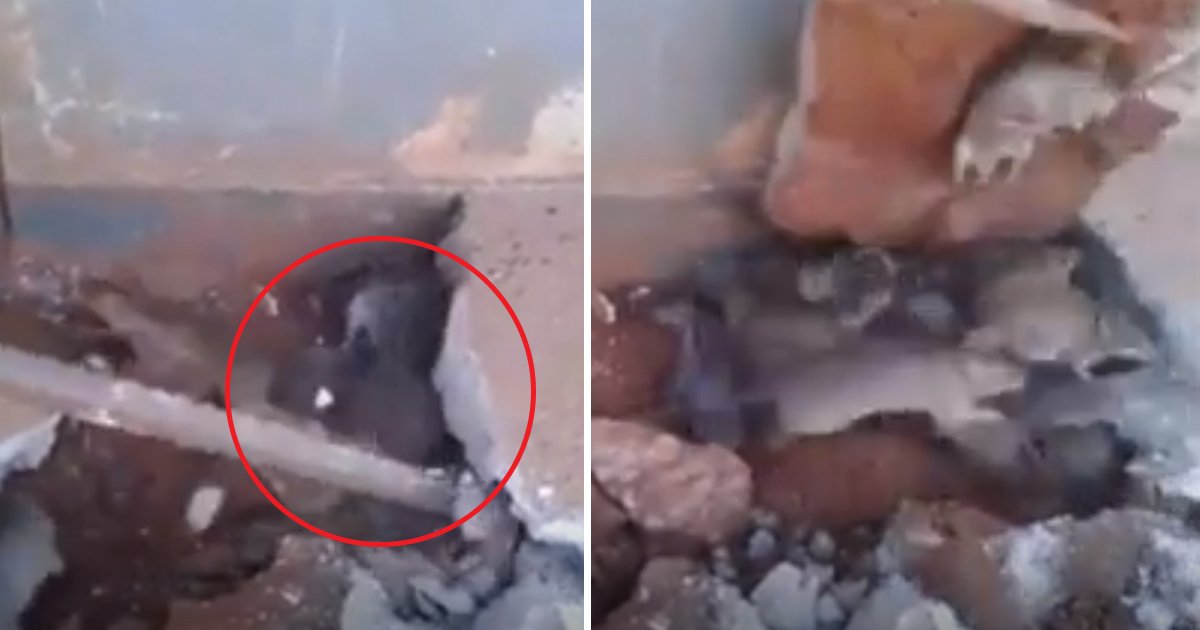 fgfg.jpg?resize=412,232 - Des images terrifiantes de dizaines de rats sortant d'un bâtiment après que des ouvriers les aient découverts sous un plancher