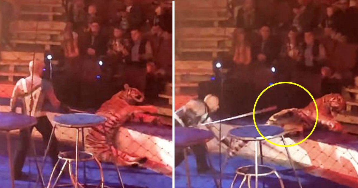 gag 1.jpg?resize=412,232 - Un tigre d'un cirque russe est victime d'une crise d'épilepsie devant une salle comble