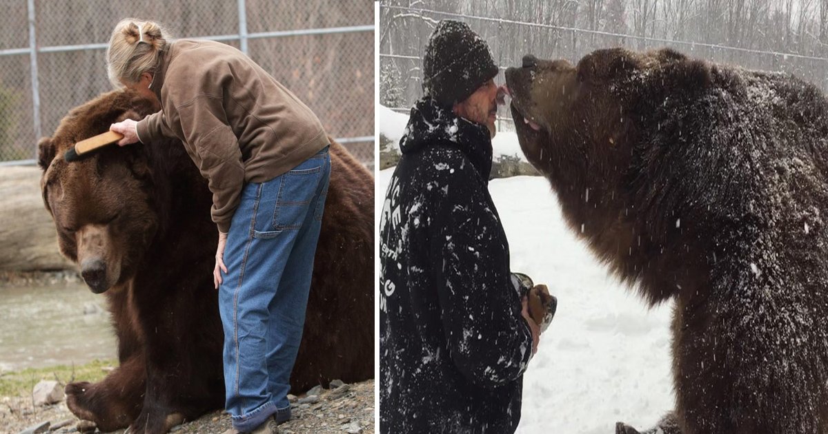gddd.jpg?resize=412,232 - Jimbo The Kodiak Bear Died After 20 Years Of Living With The Kowalczik Family