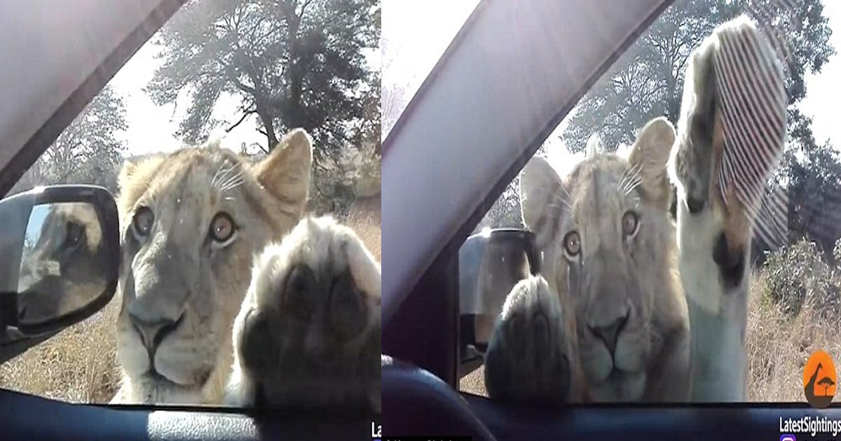 gg.jpg?resize=412,232 - Este jovem leão mostrou todo o seu lado lúdico aos visitante de um parque na África