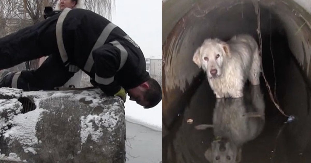 gga 1.jpg?resize=1200,630 - Un chien a été sauvé d'un tuyau d'évacuation où il s'était abrité puis s'est retrouvé piégé