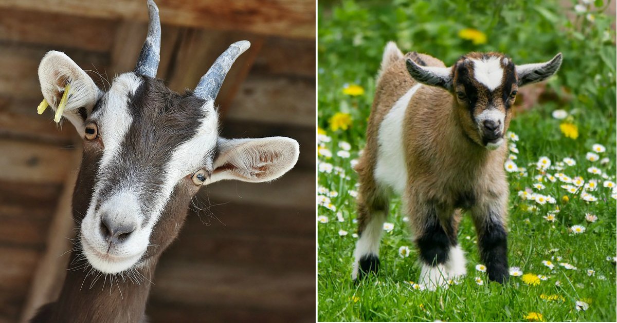 goats.jpg?resize=1200,630 - Les chèvres peuvent reconnaître des personnes heureuses et sont davantage attirées par celles au visage souriant