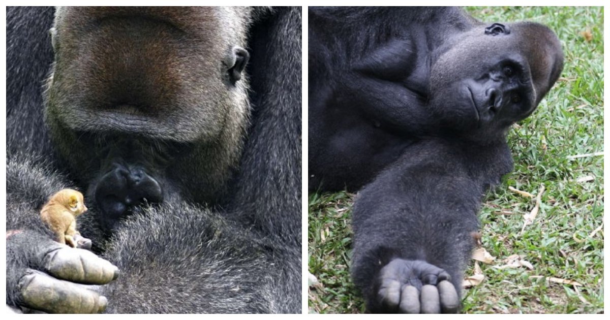 gorilla 1.jpg?resize=1200,630 - Le moment adorable durant lequel un gorille à dos argenté de 160 kg se lie d'amitié avec un bébé de brousse extrêmement minuscule