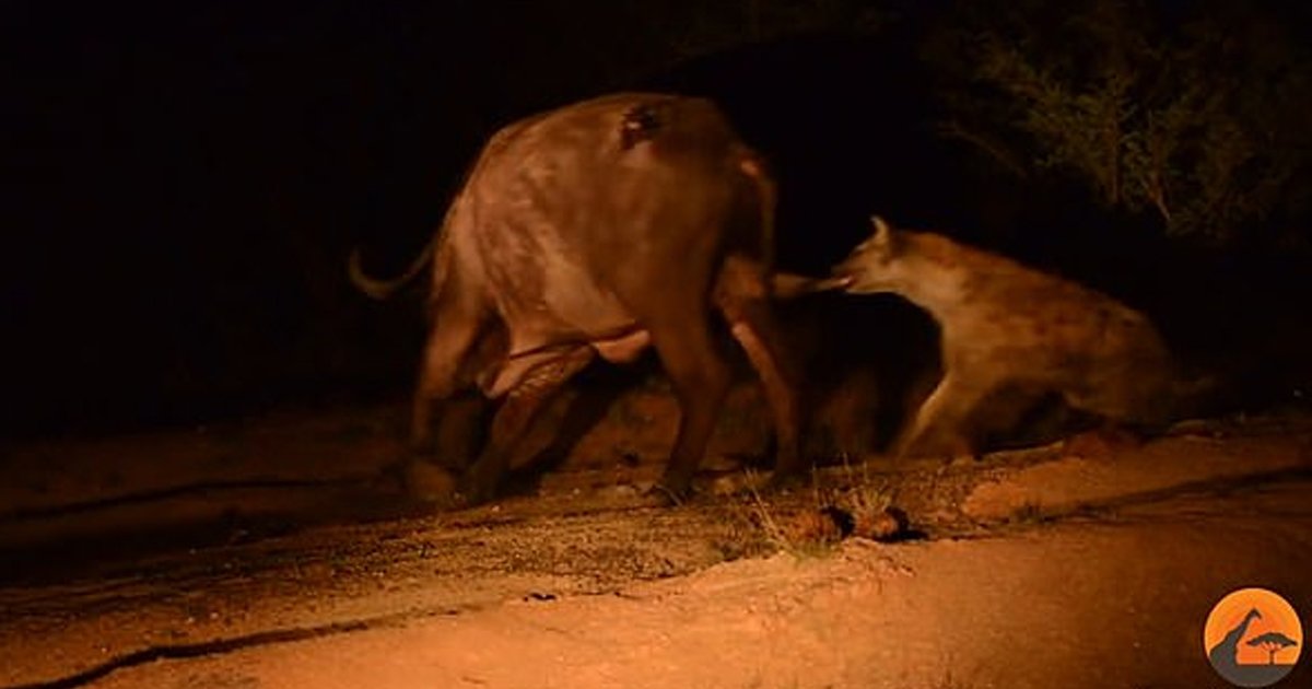gss.jpg?resize=1200,630 - Búfalo salva-se de ataque de leões apenas para deixar uma hiena morder seus testículos